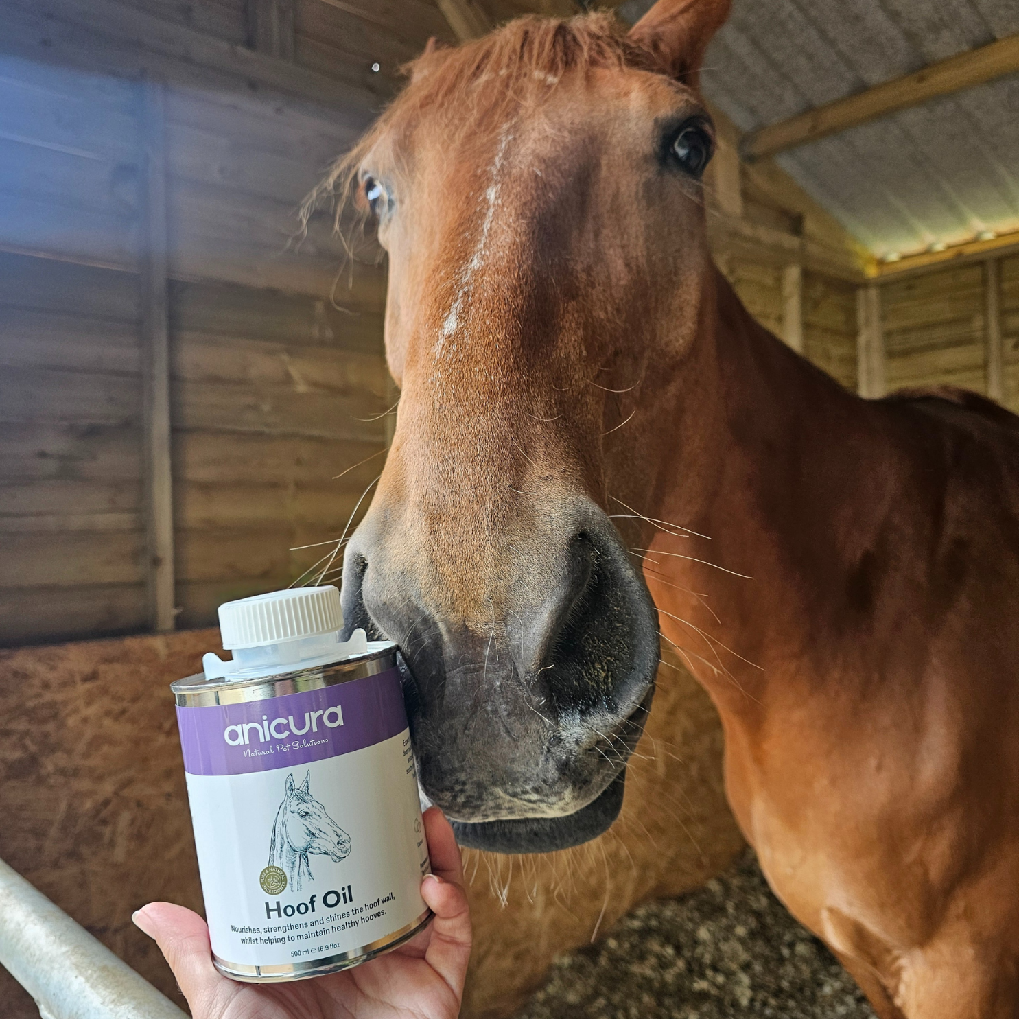 Hoof Oil