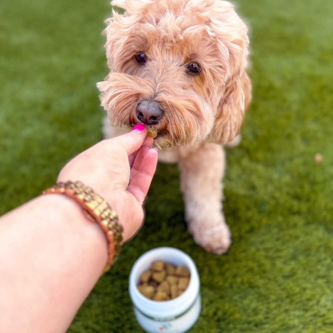 Anti-Itch Dog Chews Twin Pack