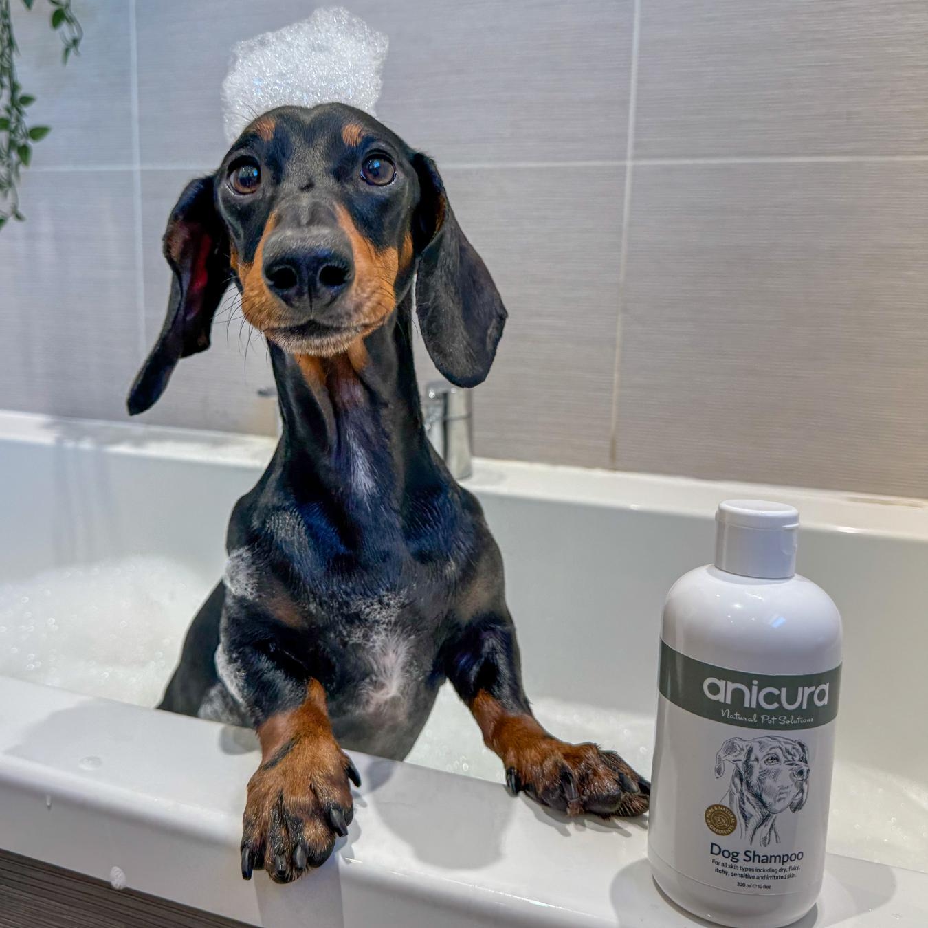 Dog Shampoo