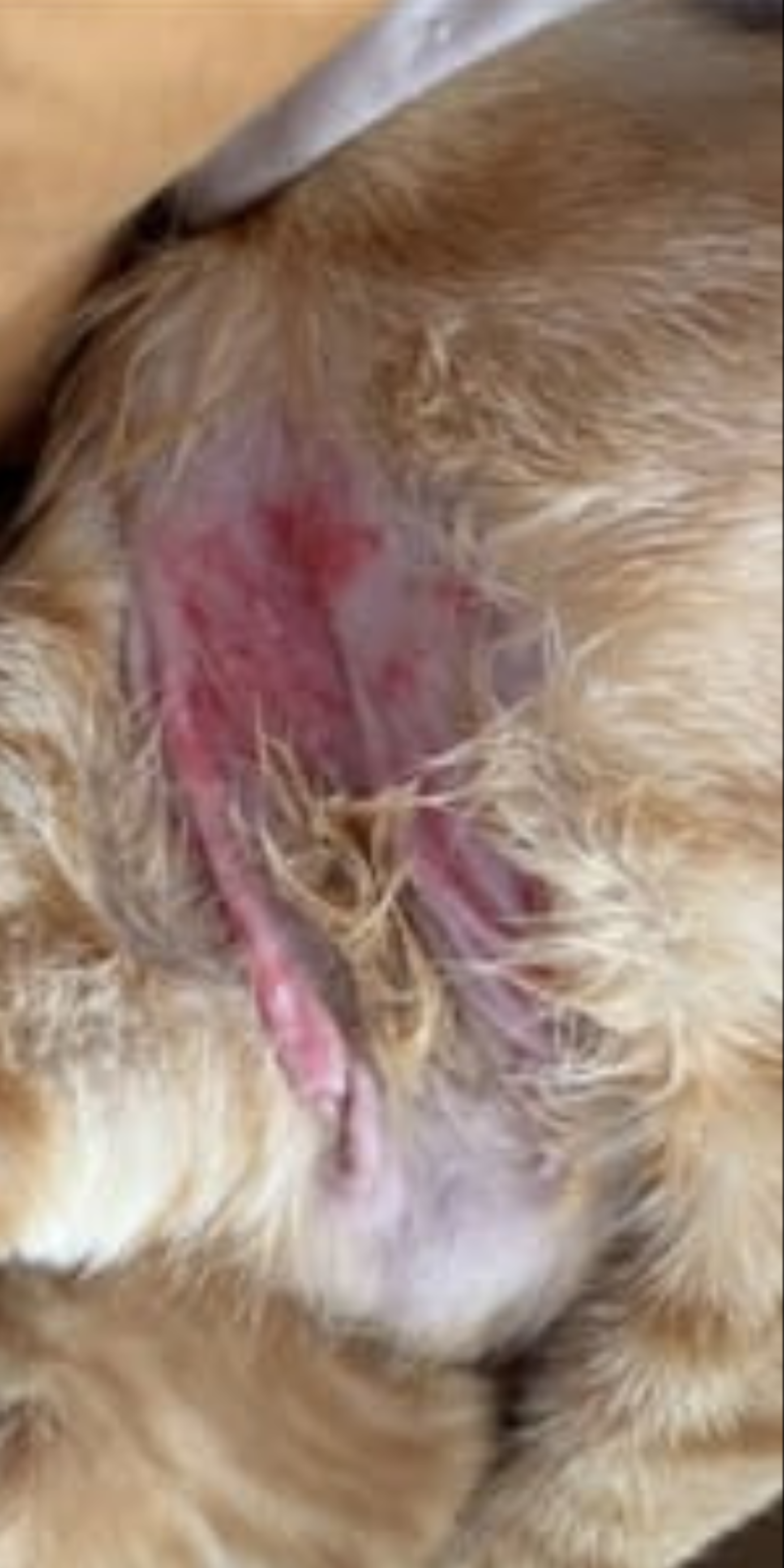 Cat Skin Rescue Bundle