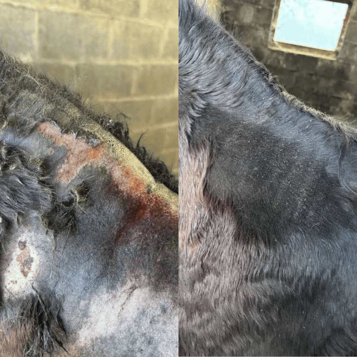 Horse Spray