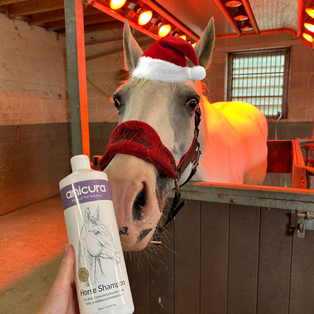 The Horse Stocking - FREE Hoof Oil & Tote Bag!