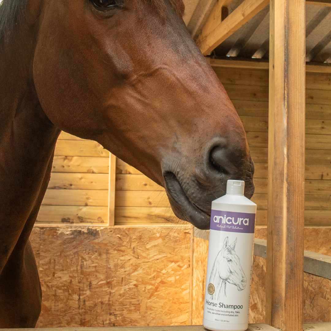 Large Horse Skin Rescue Bundle