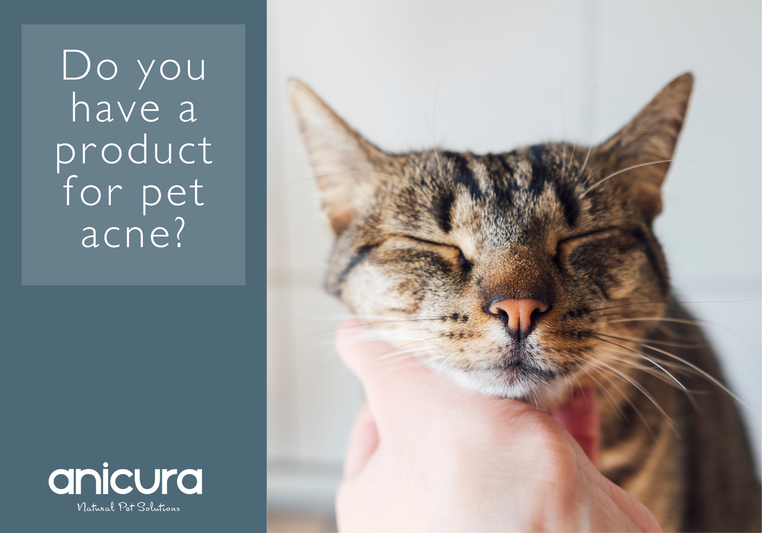 Do you have a product for pet acne?