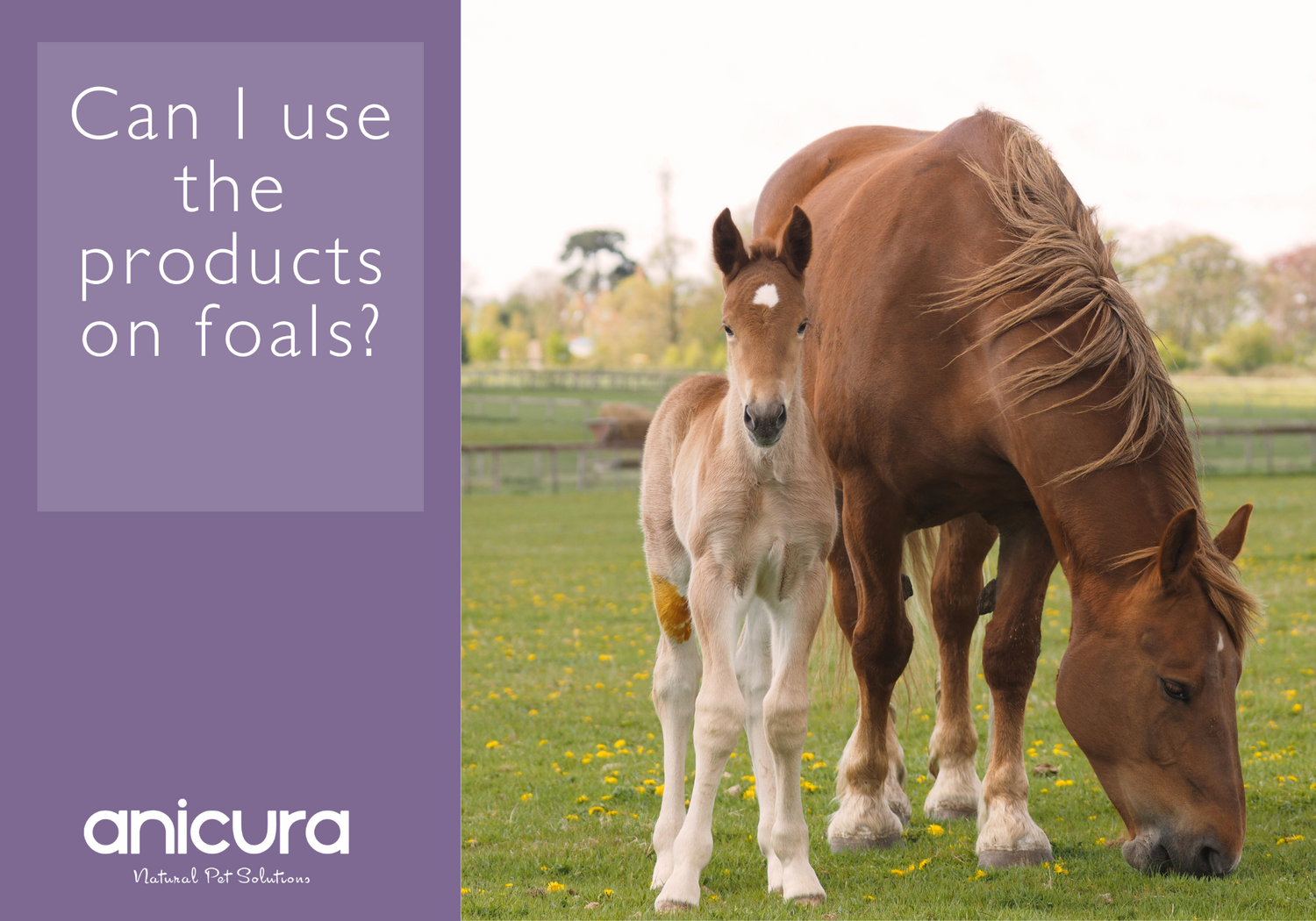 Can I use the products on foals?