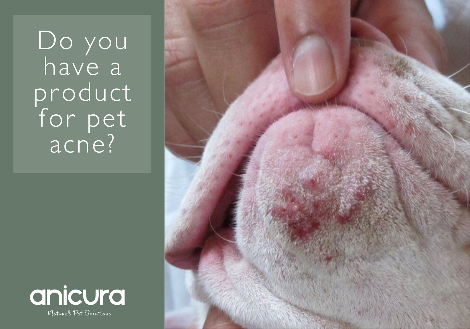 Does it help with pet acne?