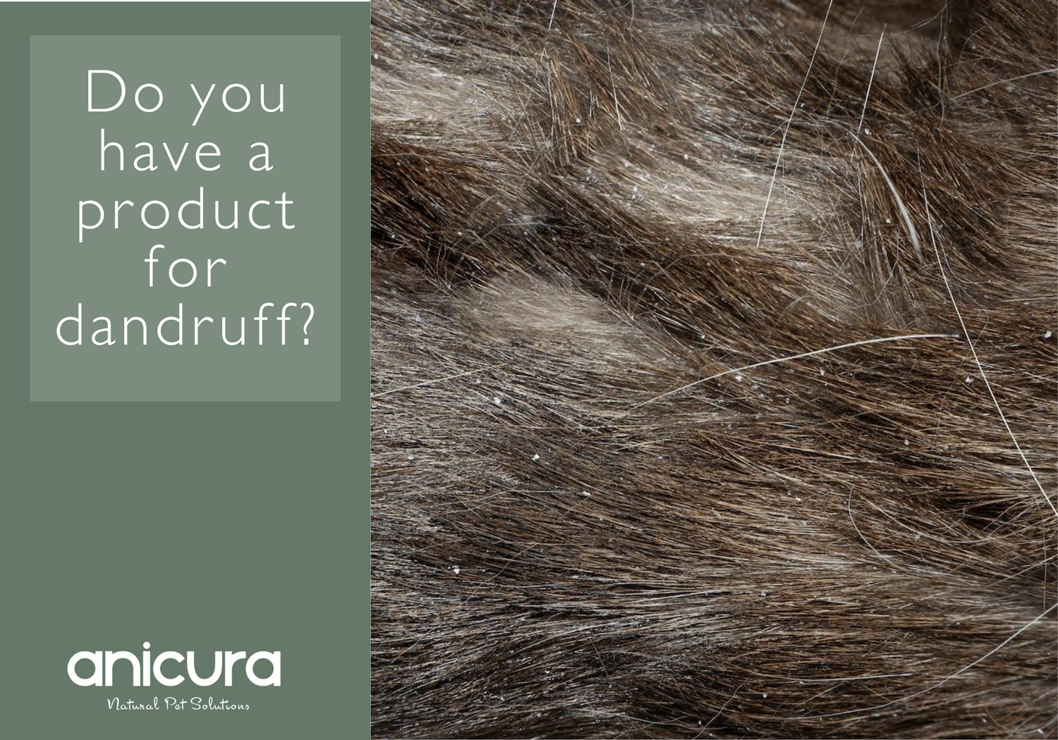 Do you have a product for dandruff?