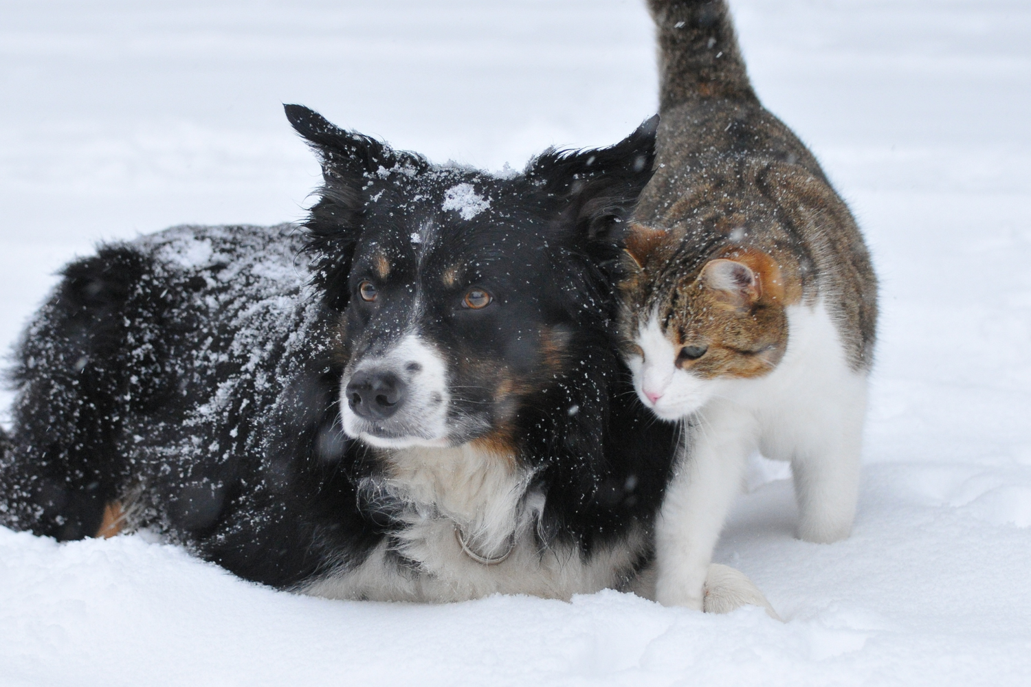 Top Tips For Nourishing Your Pet’s Dry Skin This Winter