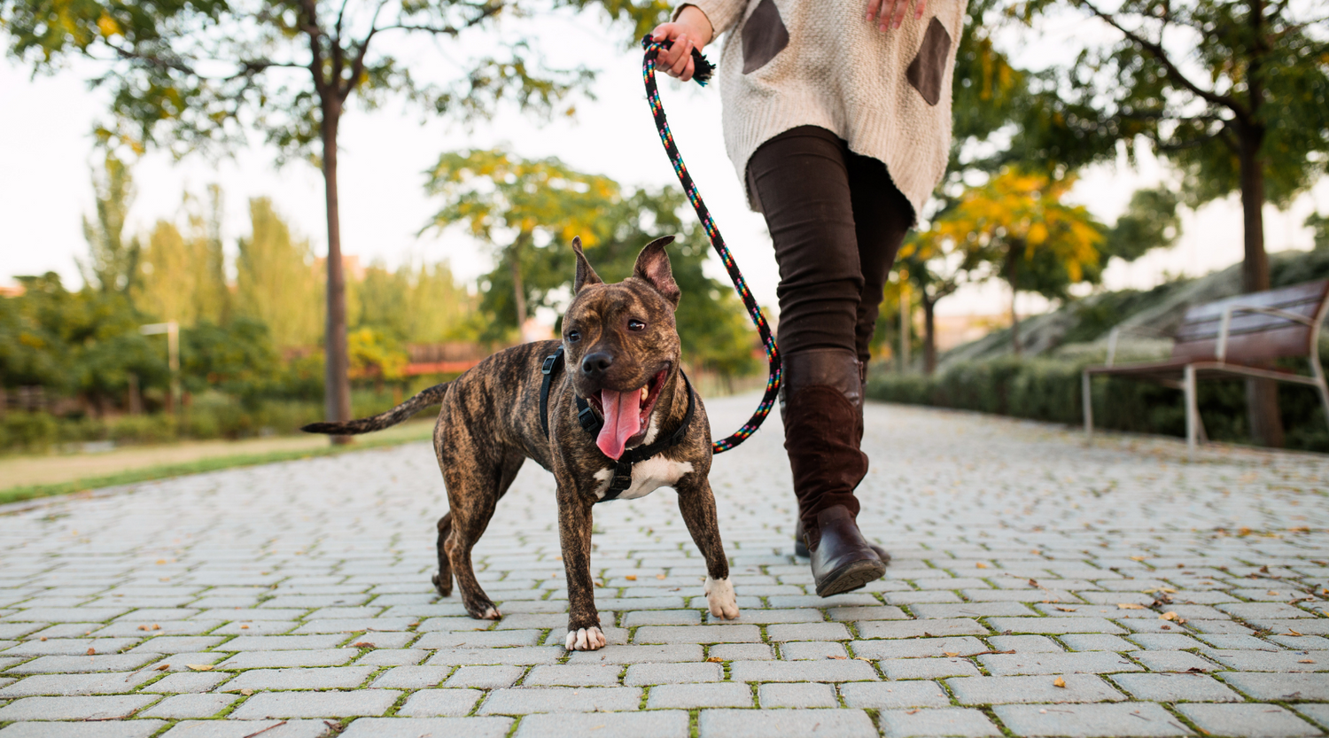 How to get your pet to exercise more