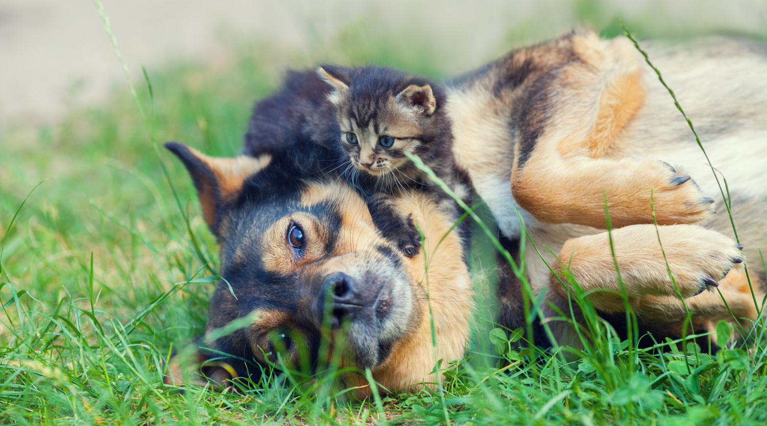 Care Packages for Rescue Centres