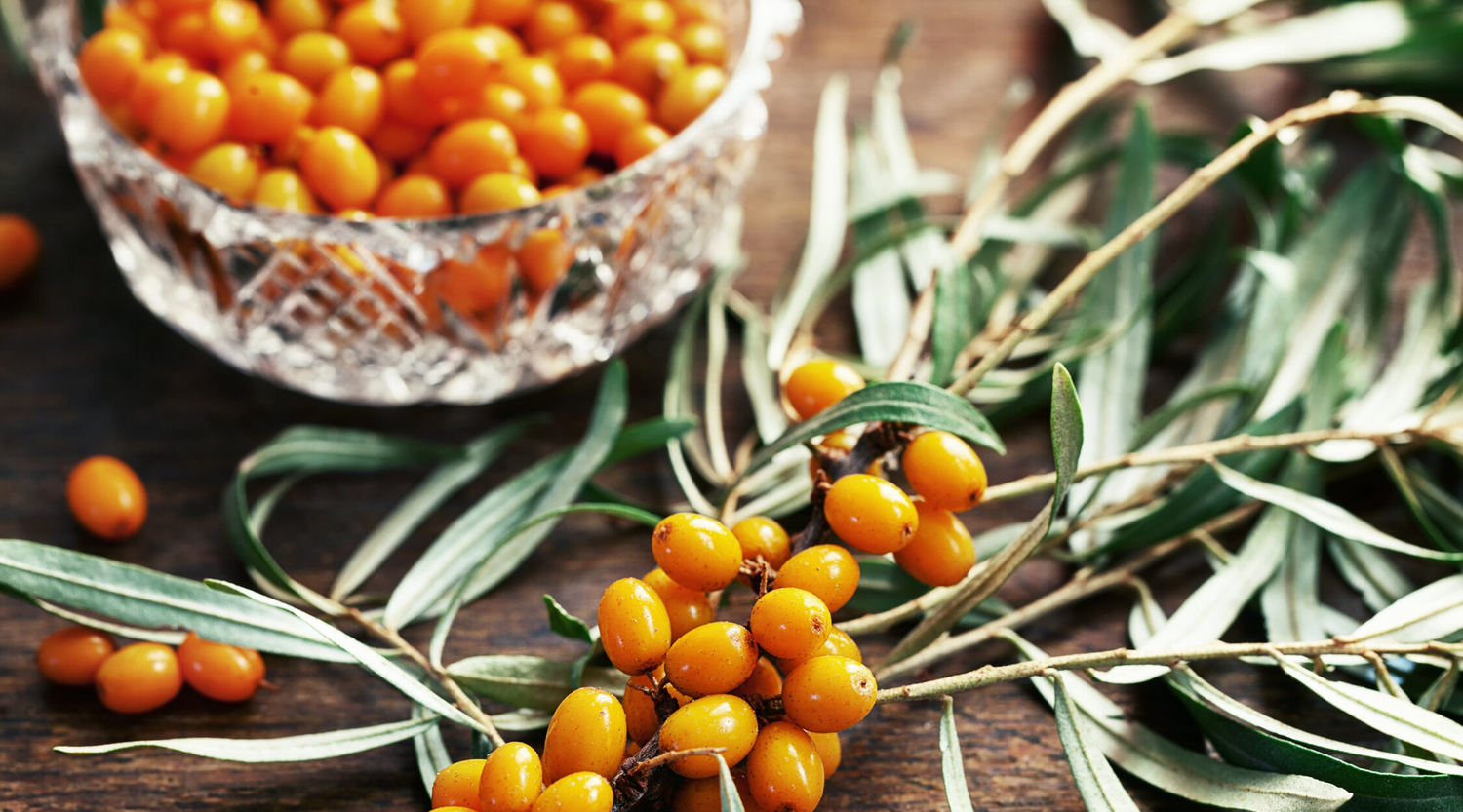 Sea Buckthorn