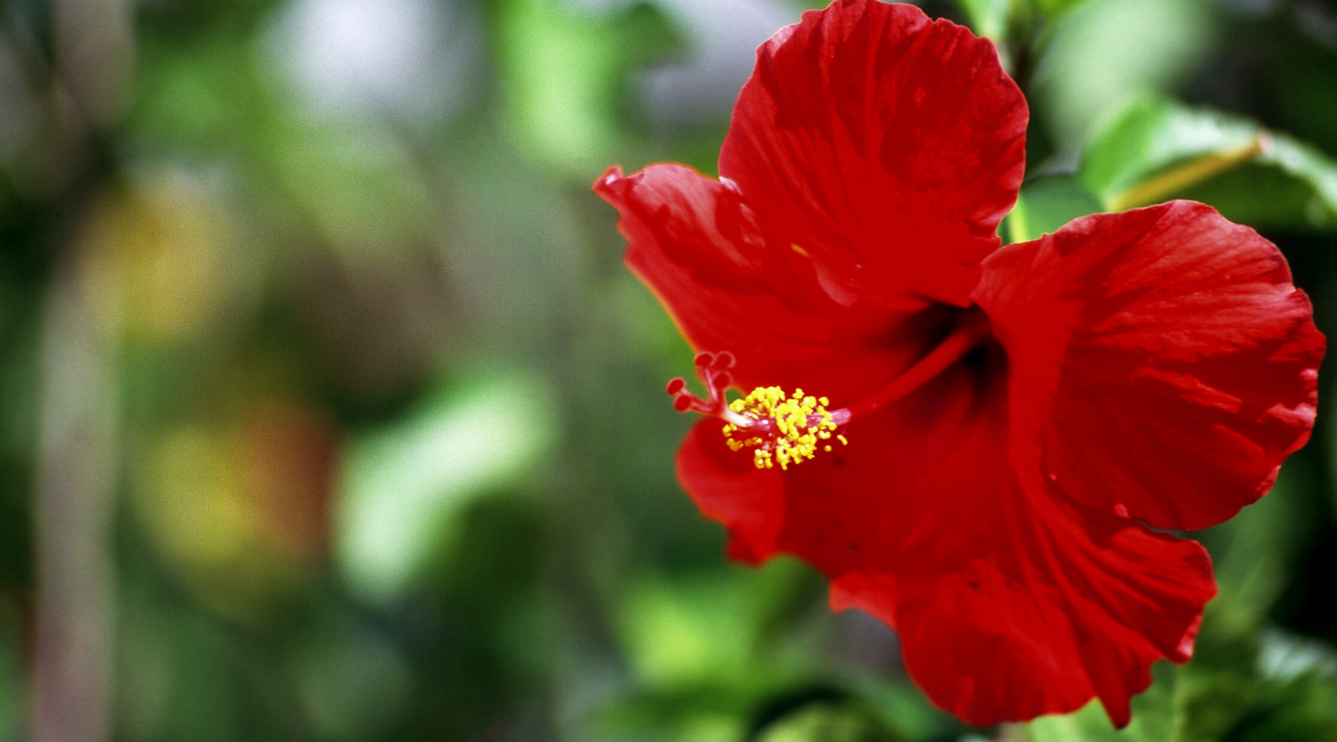 Hibiscus