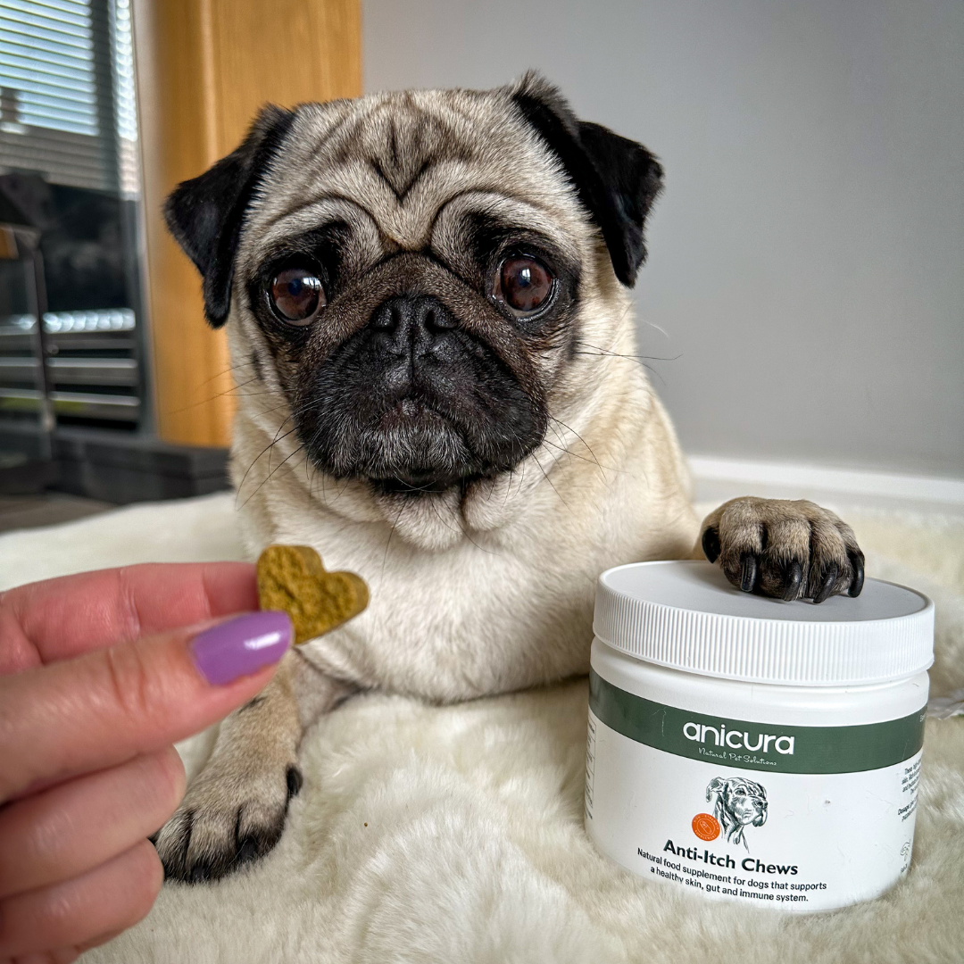 Anti-Itch Dog Chews