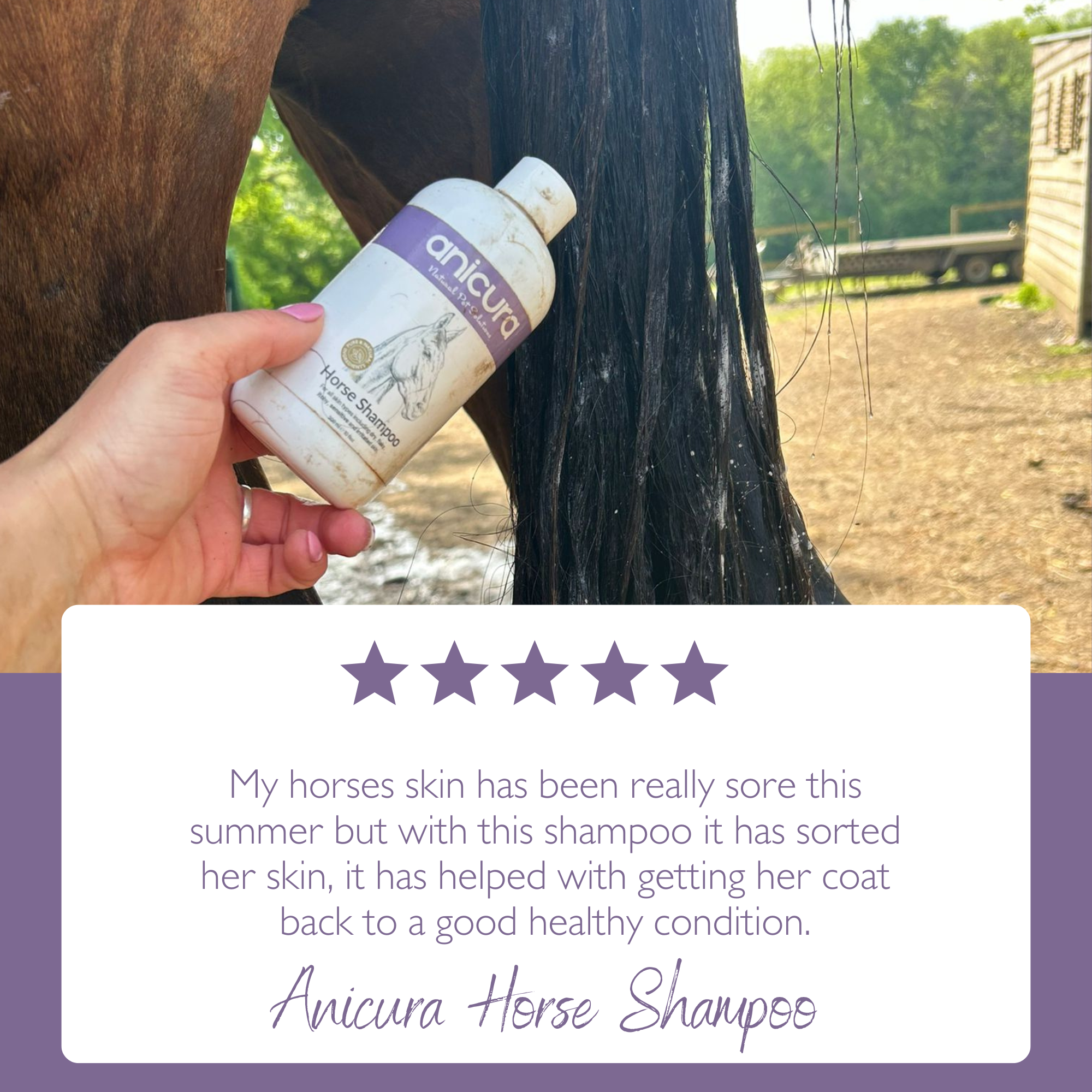 Horse Shampoo