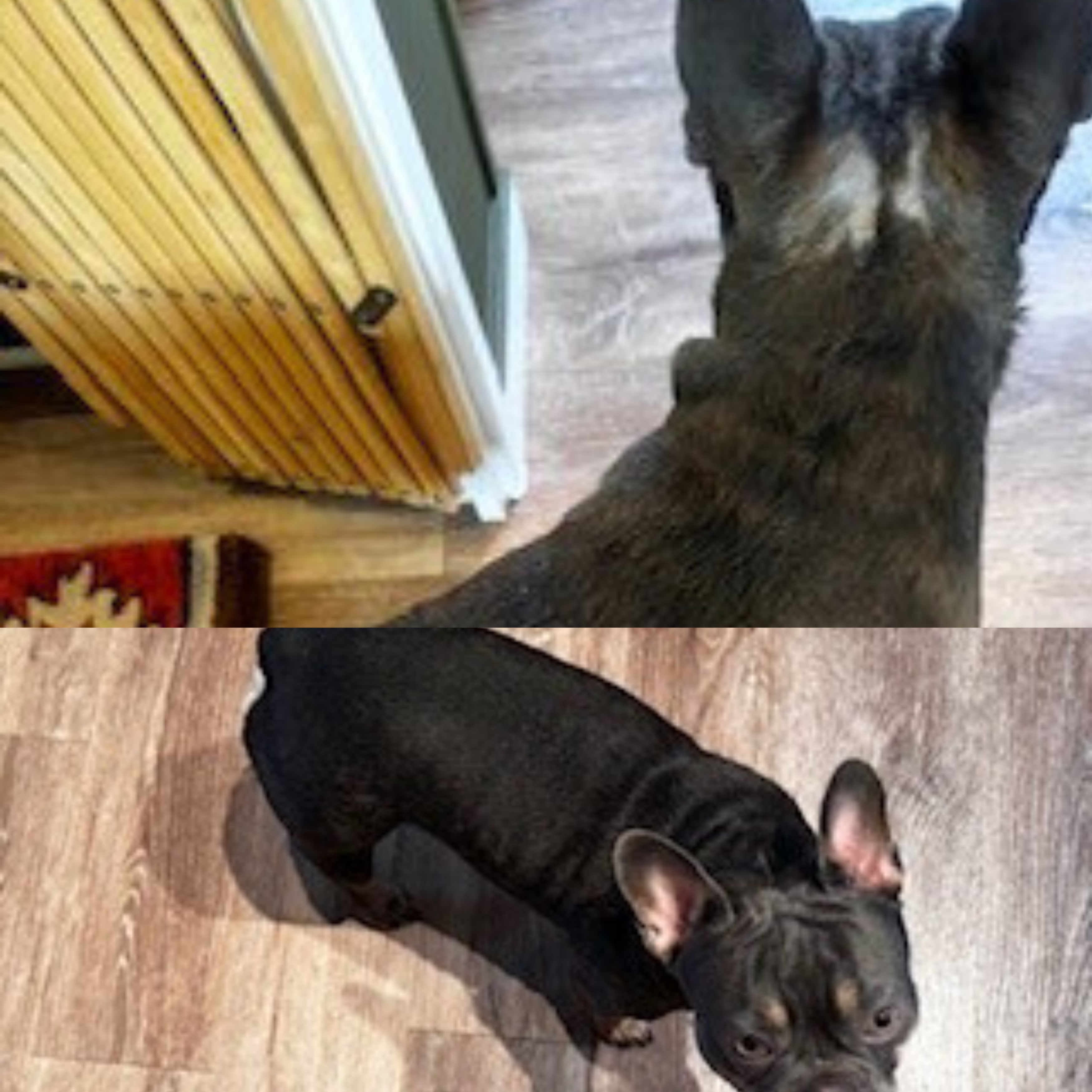 Large Dog Duo
