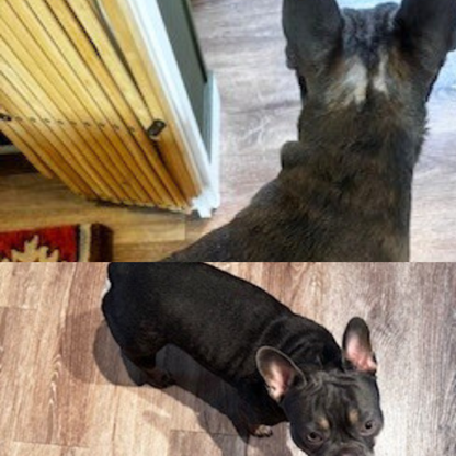 Large Dog Duo