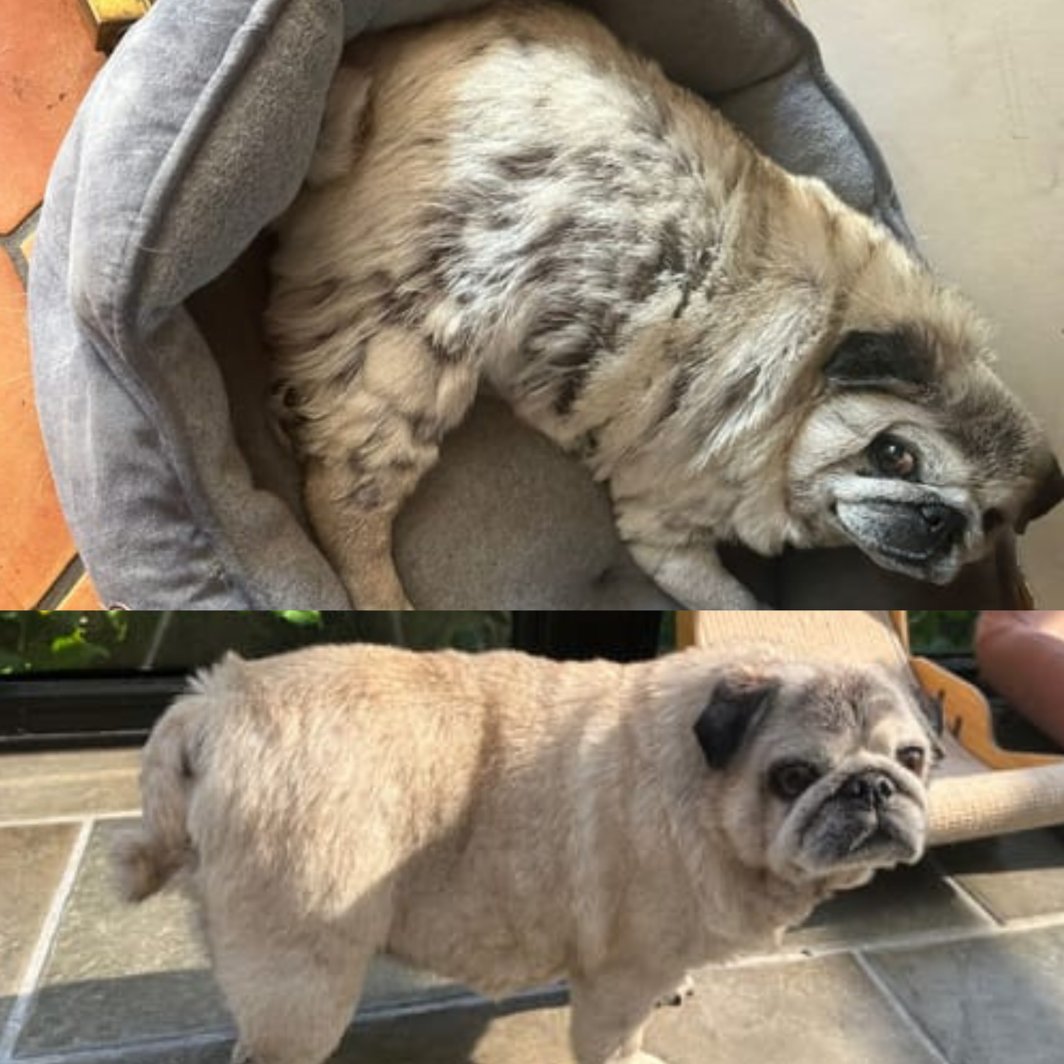 Dog Skin Rescue Bundle