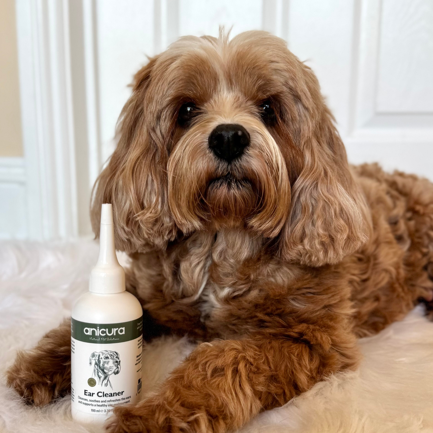 Dog Ear Cleaner