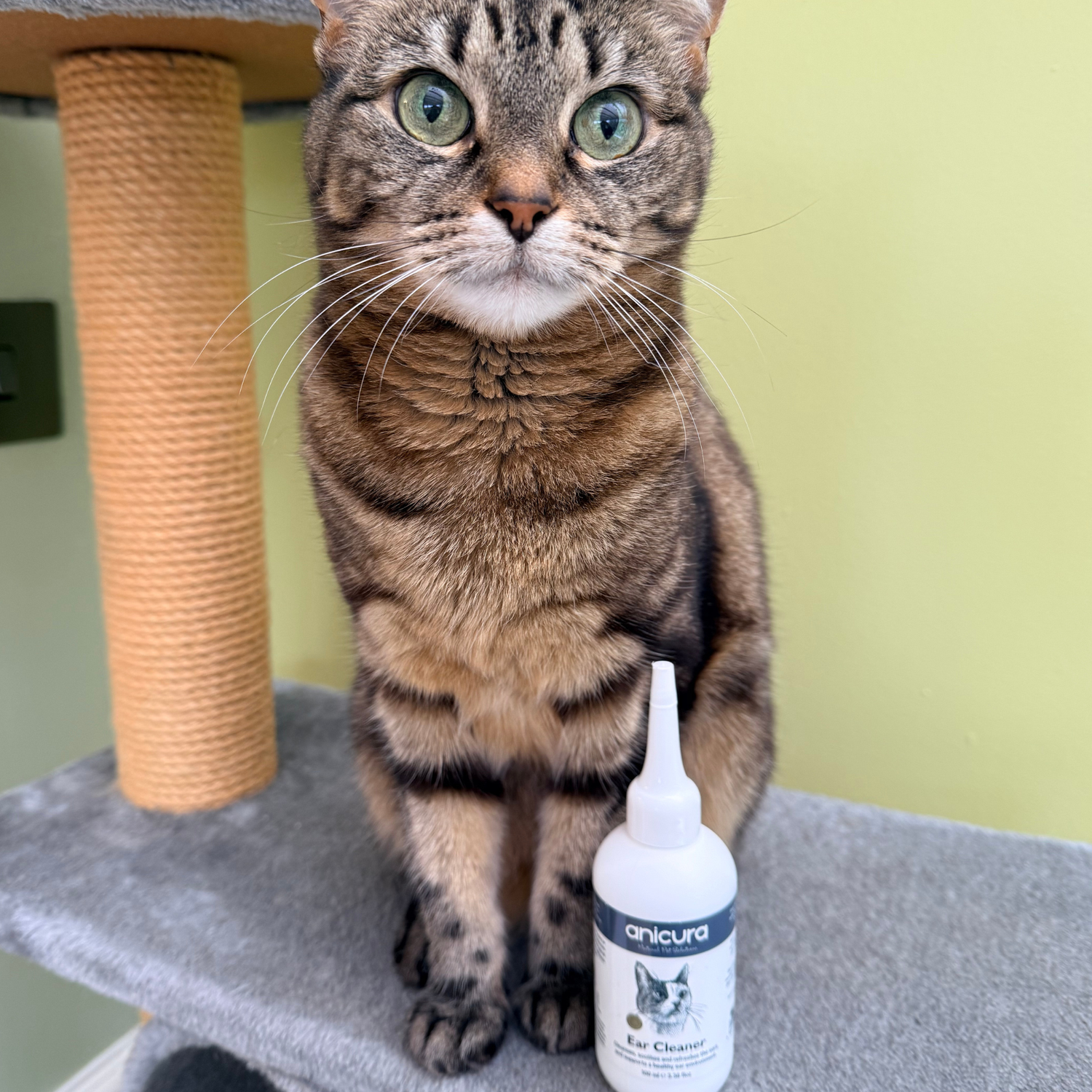 Cat Ear Cleaner