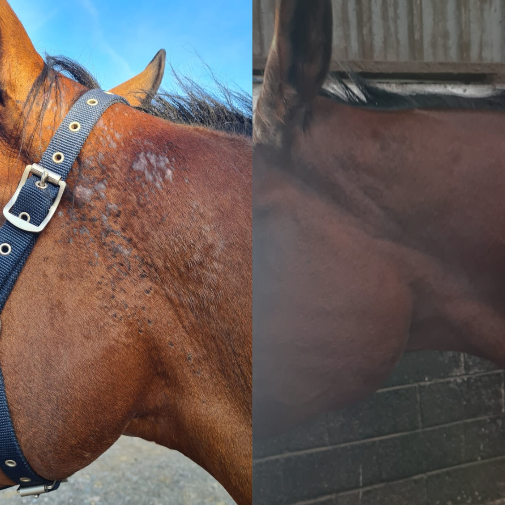 Large Horse Duo