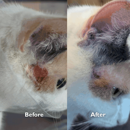 Cat Gel