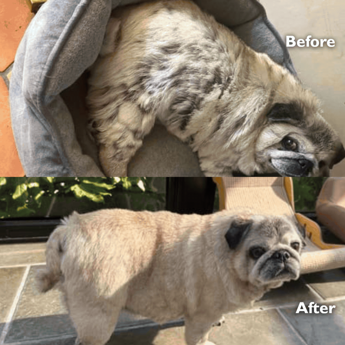 Dog Shampoo