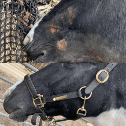 Horse Gel