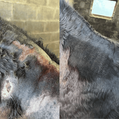 Horse Spray