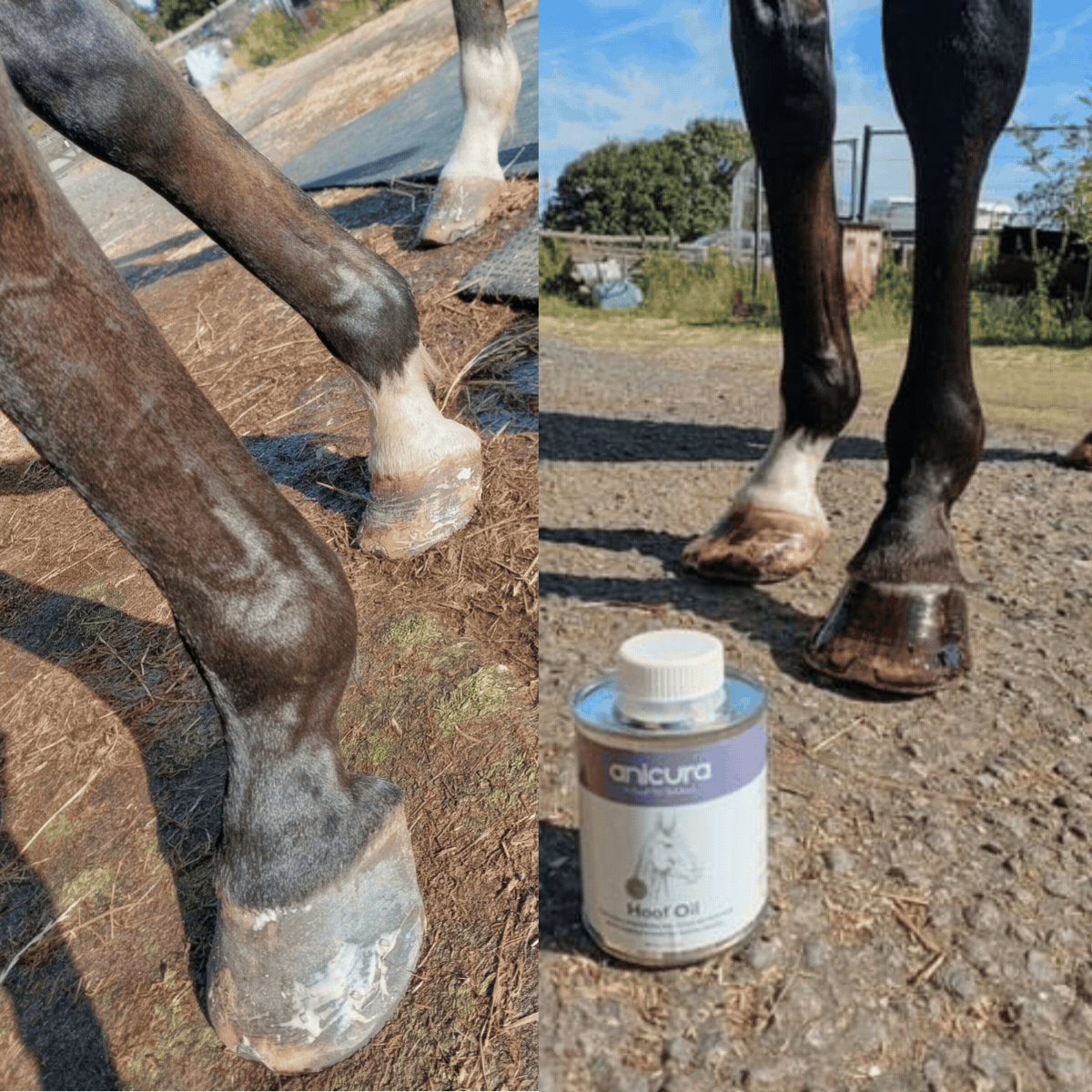 Hoof Oil