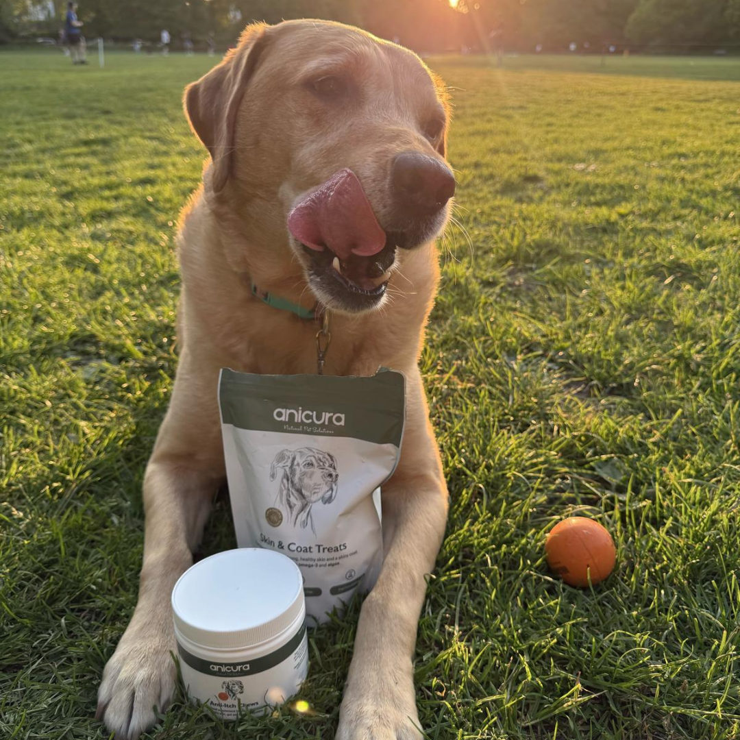 Anti-Itch Dog Chews