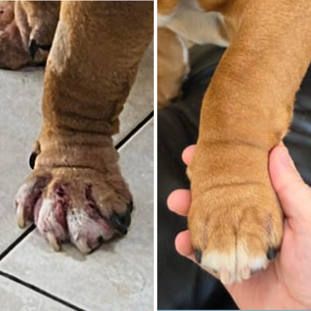 Anti-Itch Dog Chews
