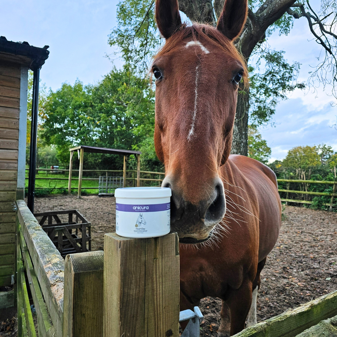 Horse Hoof Clay