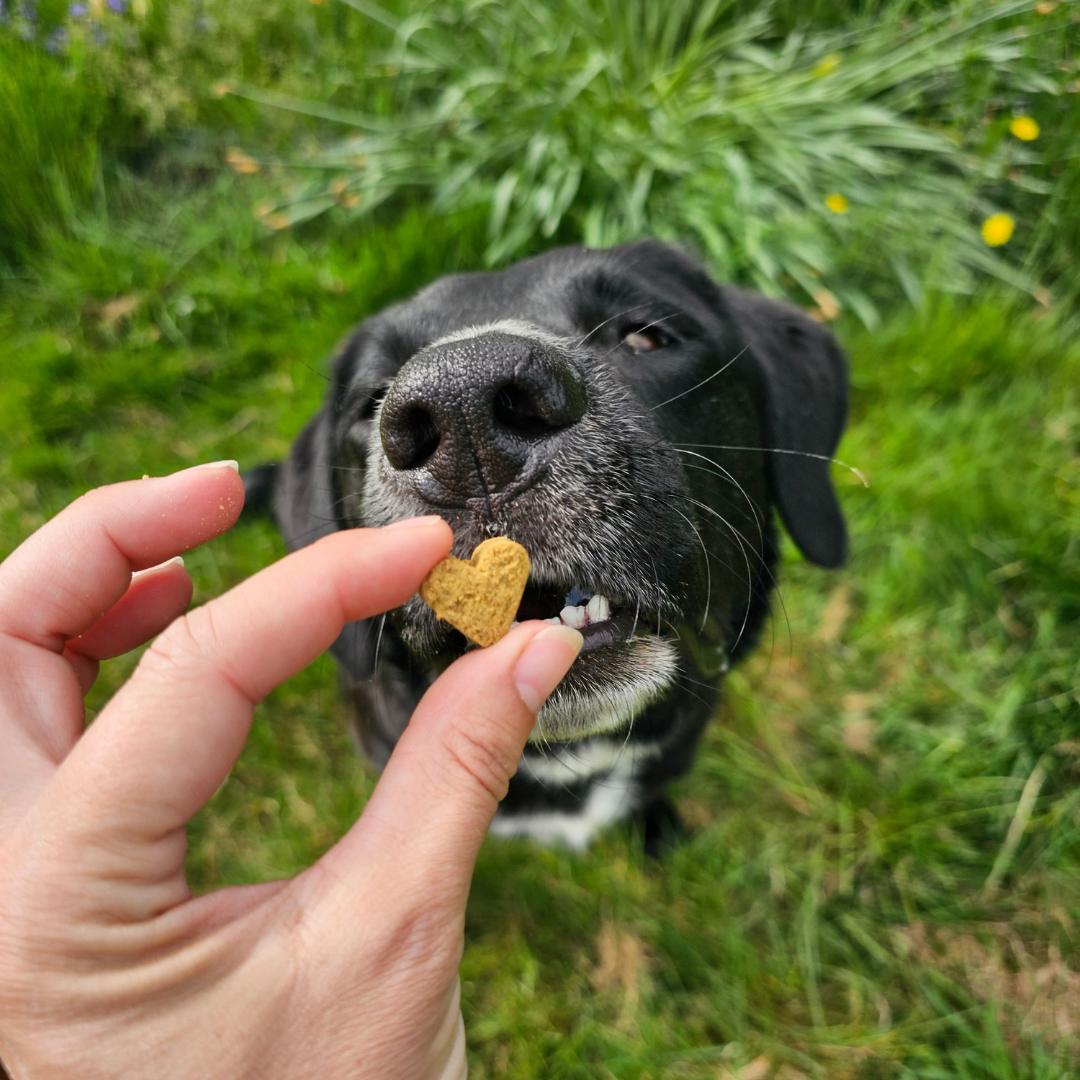 Anti-Itch Dog Chews