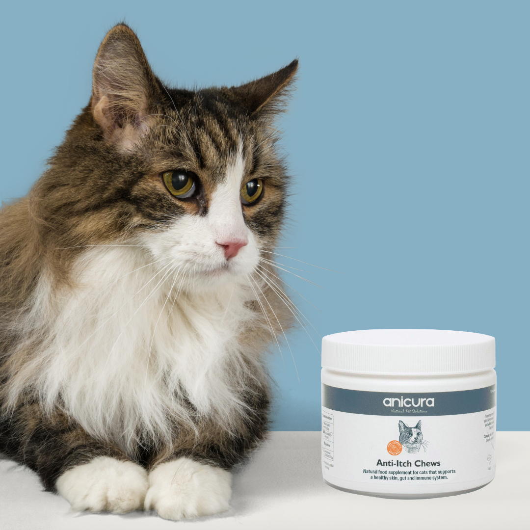 Ultimate Anti-Itch Bundle for Cats