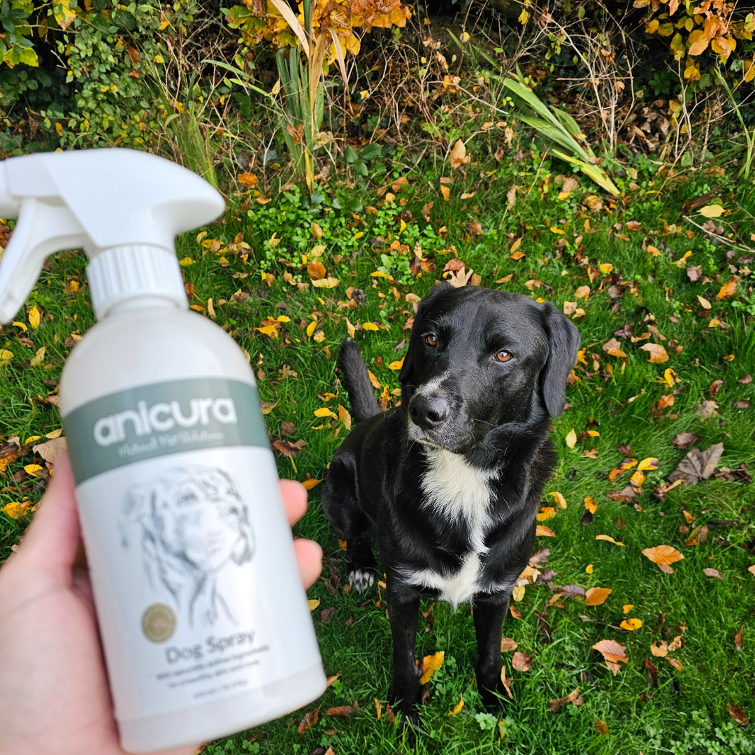 Large Dog Skin Rescue Bundle