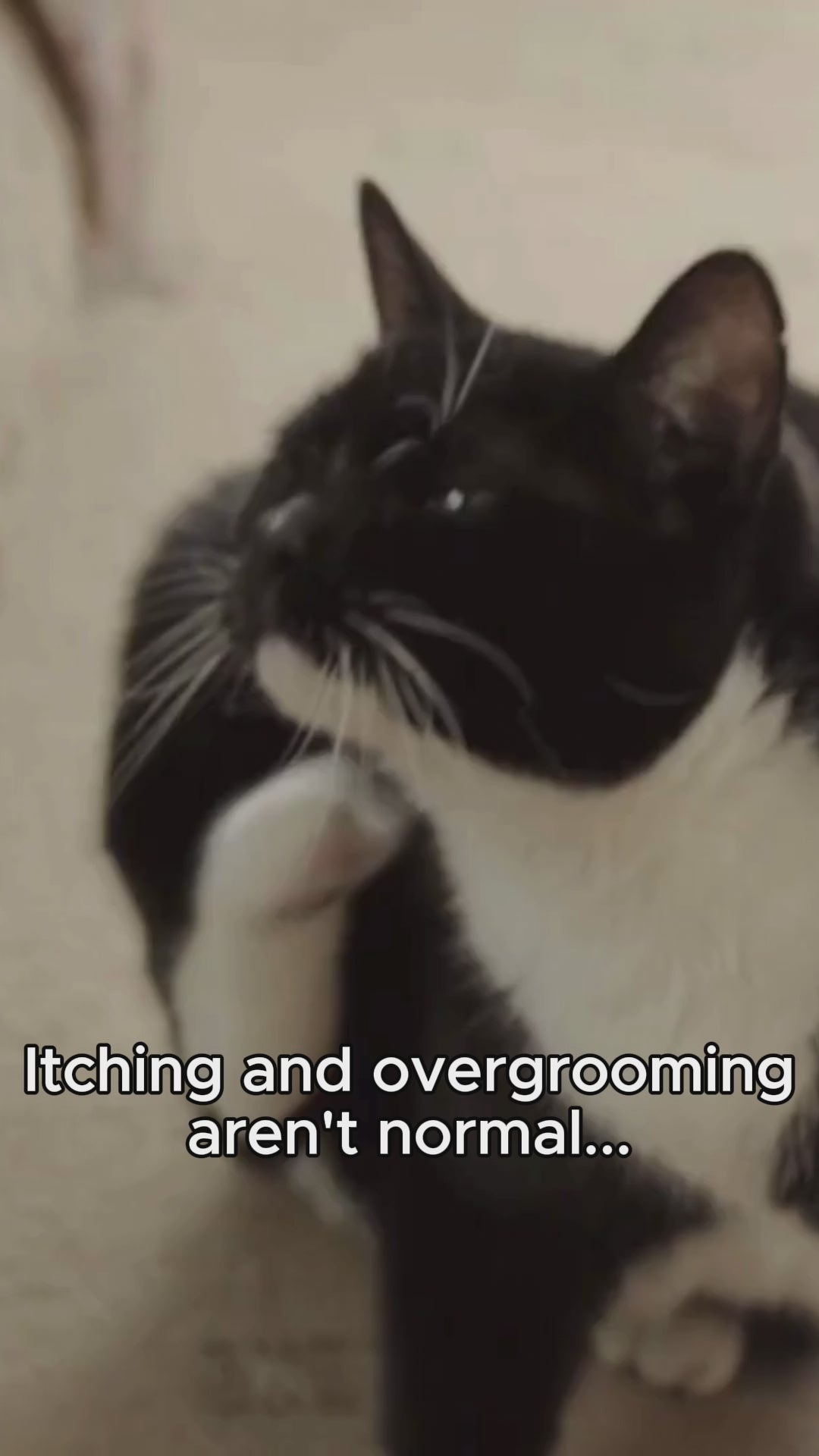Anti-Itch Cat Chews