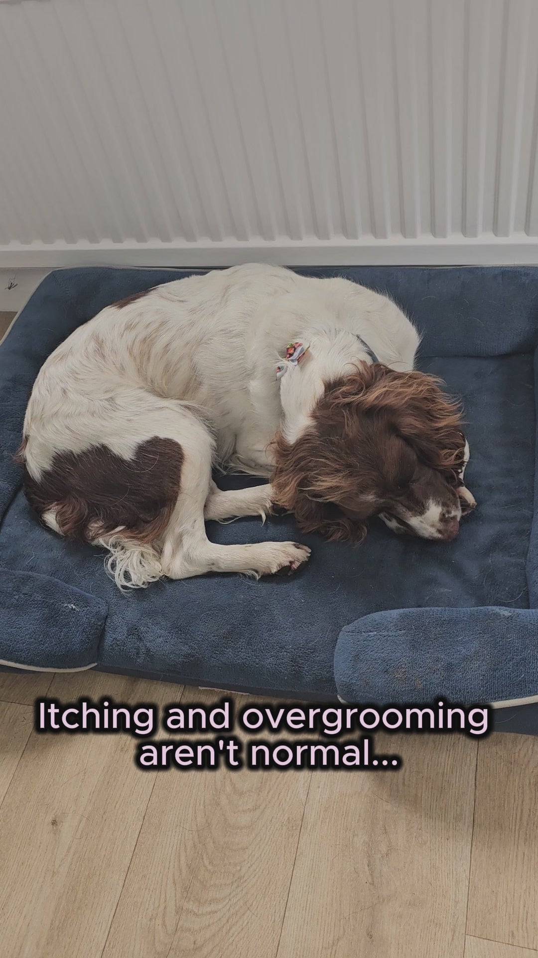 Anti-Itch Dog Chews