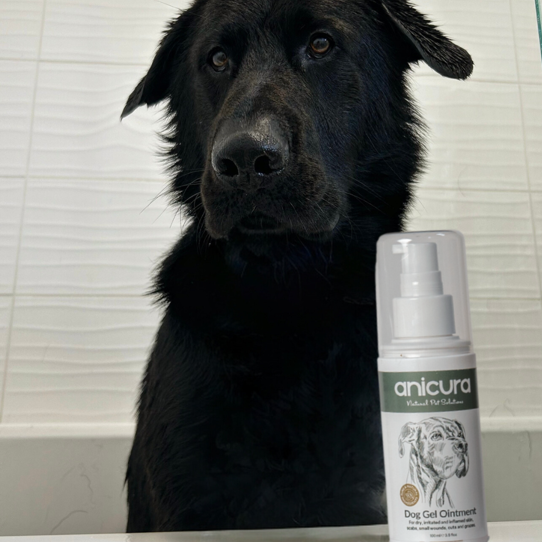 Dog Gel